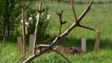 Ukrainians Bury Relatives In Backyards As Russian Attacks On Pokrovsk Continue