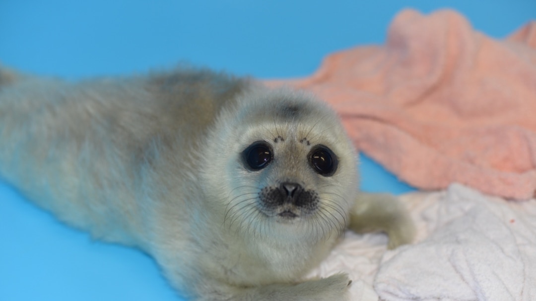 Клитордағы медициналық иненің фотосы Мөлдір іш киімдегі ерлер