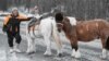 Магадан: британец на якутских лошадях отправился в кругосветное путешествие