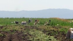 Diňle: Maryda içgi sebäpli polisiýanyň eline düşen adamlar mejbury işlerde işledilýär