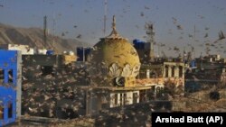 Locusts swarm a residential area of Quetta, the capital of Pakistan's Balochistan Province, in June.