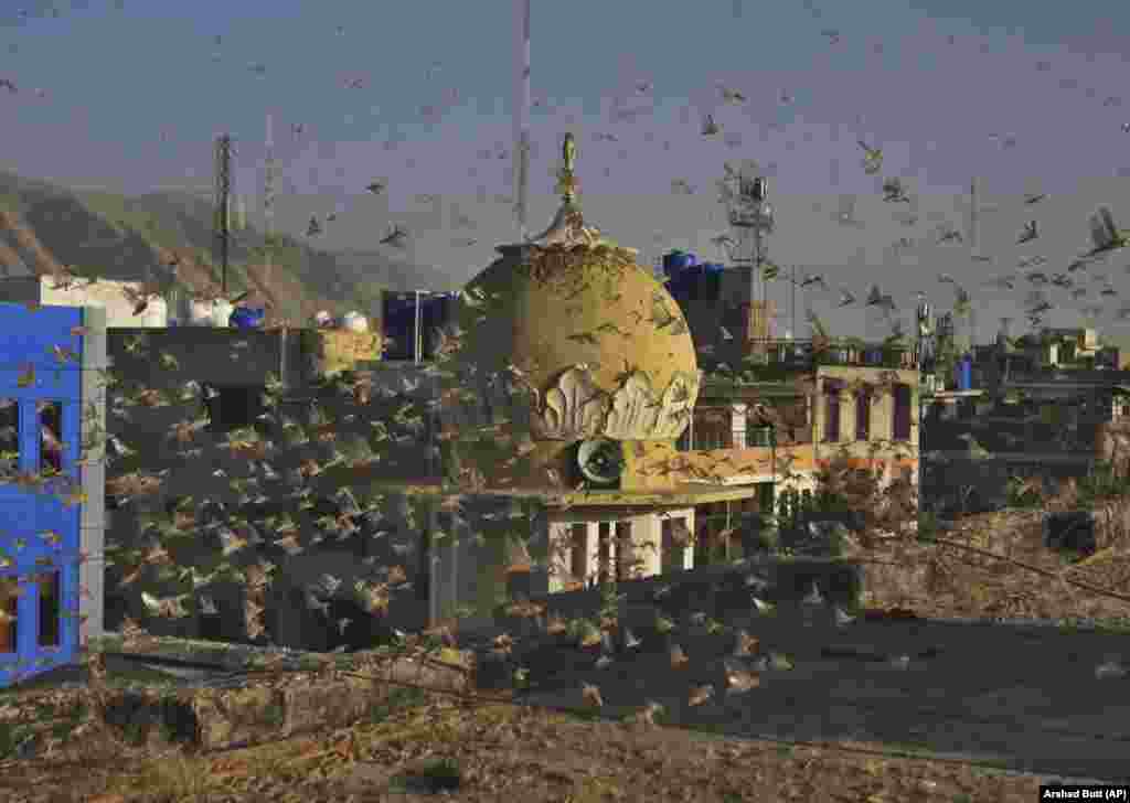 Locusts swarm a residential area of Quetta, Pakistan, on June 12, where an outbreak of desert locusts is threatening food security, officials say. (AP/Arshad Butt)