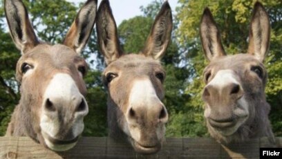 Sasuke tomonidan chizilgan porno Bir erkak uchun ikkita qiz