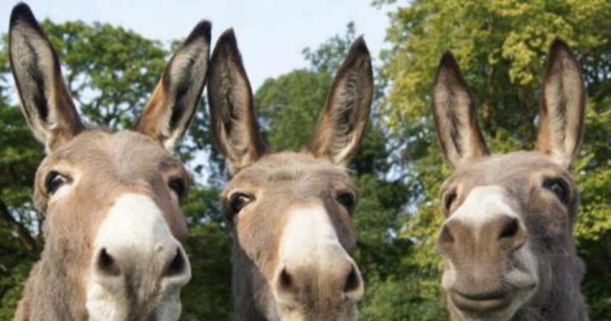 Жалаңаш жүзушілер онлайн