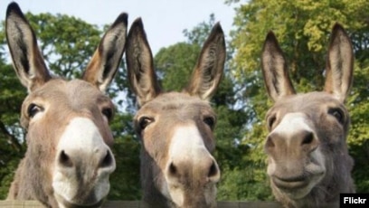 Майлы есек фотолары