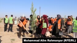 کمپاین غرس نهال در ولایت جوزجان