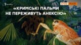 Російські шкідники з’їдають кримські пальми | Крим.Реалії