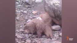 Ҷанг барои зану замин бо марги ду хирс ба поён расид