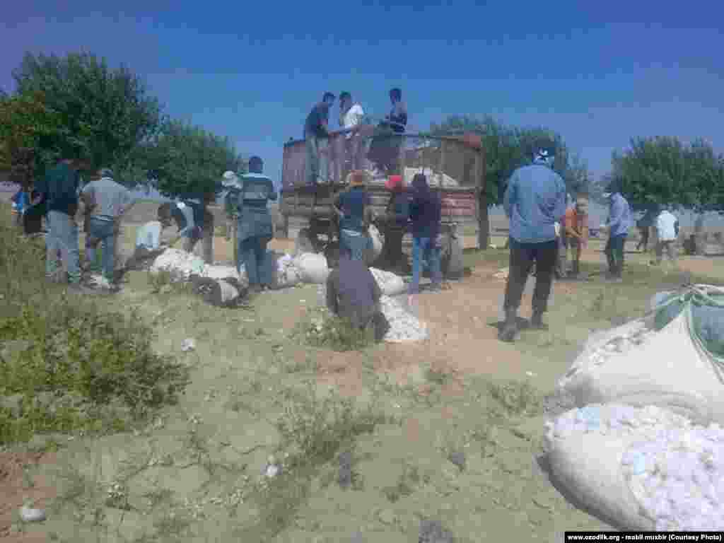 Medical professionals from the Samarkand region participate in the cotton harvest. 