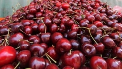 Կառավարությունը սուբսիդիա է տրամադրում նաև կեռաս արտահանողներին. ֆերմերը դժգոհում է