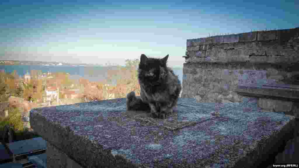 Навершия каменных пролетов Митридатской лестницы, где ранее красовались скульптуры грифонов &ndash; символов Керчи, облюбовали бродячие коты. Животные греются на весеннем солнце и обозревают окрестности с высоты