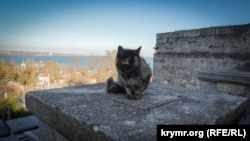 Митридатская лестница в Керчи: кошки вместо грифонов (фотогалерея)