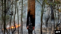 Izgorela debla u šumi blizu sela Zdorovie, oko 60 kilometara od Moskve, 10 avgust 2010