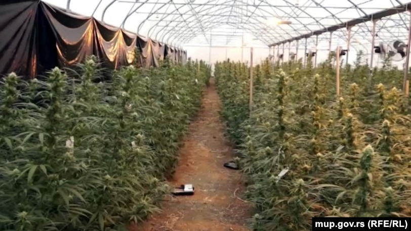 Марихуана на фармата Јованица, Србија, 18 декември 2019 година.