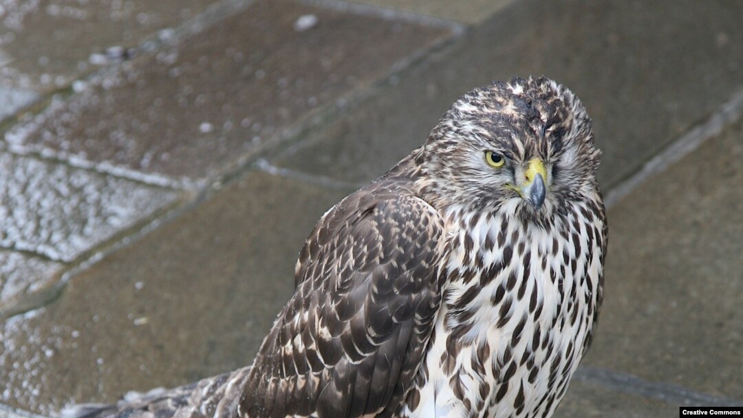 Ястреб-тетеревятник (<i>Accipiter gentilis</i>) присел отдохнуть на городской мостовой
