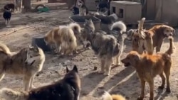 У владелицы приюта для животных в Казахстане изымают участок без предоставления альтернатив