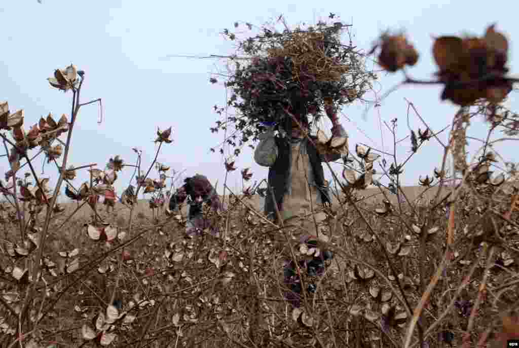 Afghan men collect dried plants to be used as firewood on the outskirts of Mazar-e Sharif. (AFP/Sayed Mustafa)