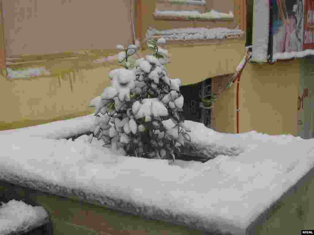 Bakının ilk qarı #21