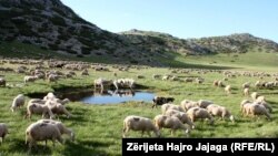 Kopetë e deleve rrëzë Malit të Pelisterit.. 