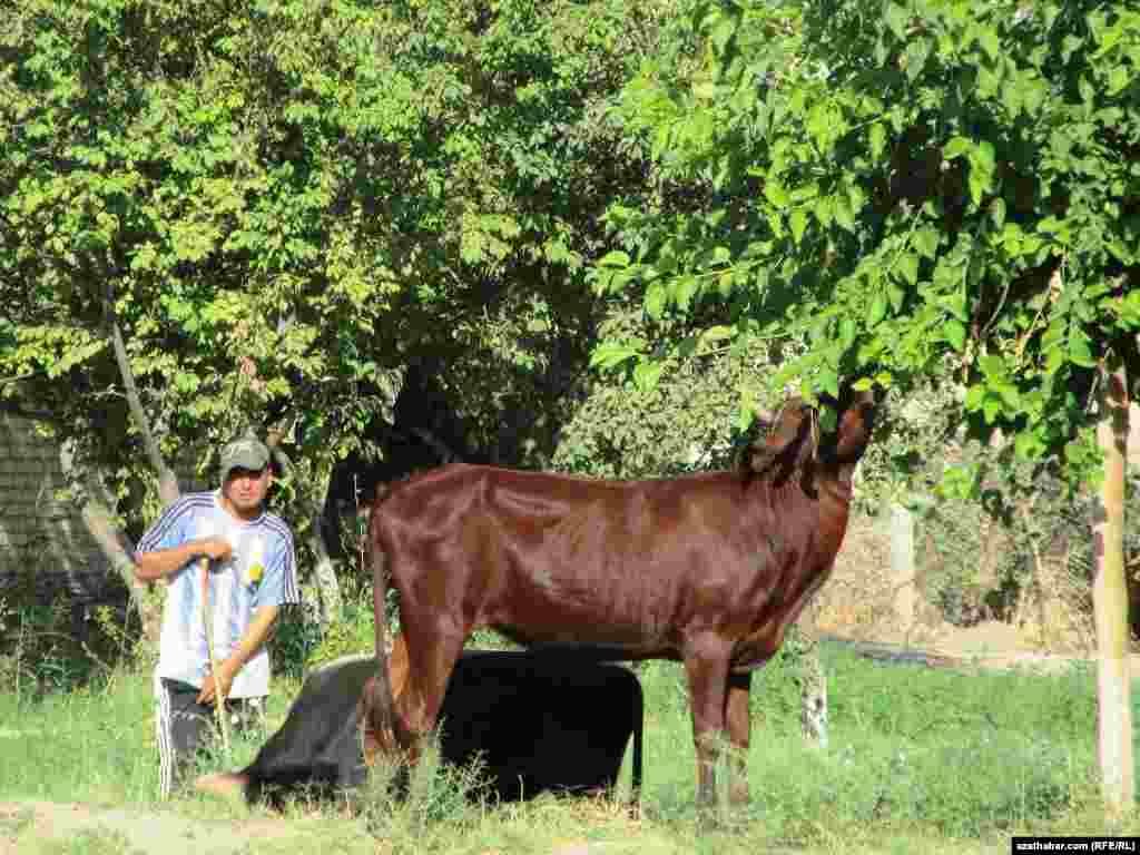 Çopan we onuň agajyň ýapragyndan iýmitlenýän sygyrlary