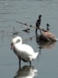 SERBIA - BELGRADE - ZEMUN - SWAN AND CORMORANT IN DANUBE - LOW WATER LEVEL