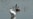 SERBIA - BELGRADE - ZEMUN - SWAN AND CORMORANT IN DANUBE - LOW WATER LEVEL