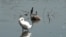 SERBIA - BELGRADE - ZEMUN - SWAN AND CORMORANT IN DANUBE - LOW WATER LEVEL