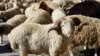 Фермеры Дагестана просят Васильева разобраться с перегоном овец