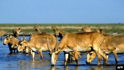 Новороссийскіде жыныстық қатынасқа арналған қыздар профильдері