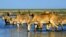 Saiga antelope drink from a lake outside Almaty. The saiga is a critically endangered species, with most of the surviving animals in Kazakhstan, parts of Mongolia, and Russia's Kalmykia Republic.