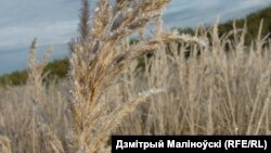 Фота Дьзмітрыя Маліноўскага