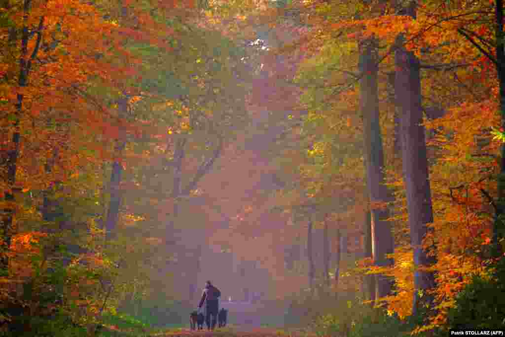 A man walks his dogs in an autumnal forest in Cuxhaven in northern Germany. (AFP/Patrik Stollarz)​