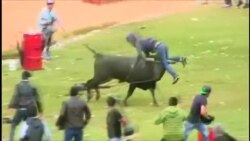 Быки ранили восемь человек на ежегодном фестивале в Перу (видео)