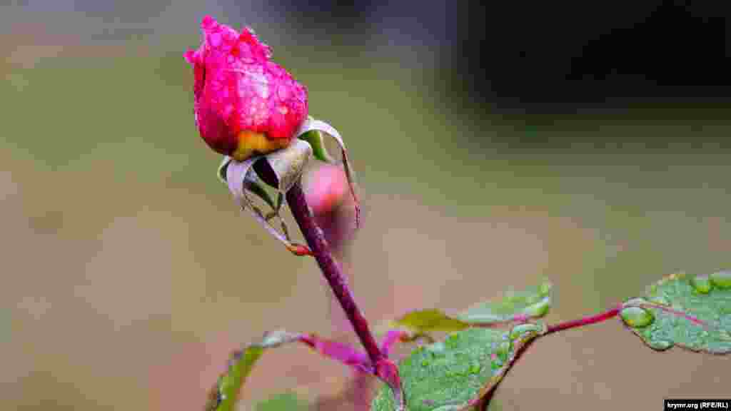 Свіжа троянда на квітнику в крапельках дощу