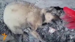 Viral Video Alleges Dog Cruelty In Azerbaijan