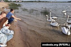 Лебедзі не баяцца чалавека і ахвотна бяруць хлеб, які птушкам даваць нельга