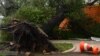 Від повалених негодою дерев довелося розчищати 4 км дороги на Херсонщині – ДСНС 