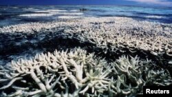Өңү өчкөн кораллдар, Австралия.