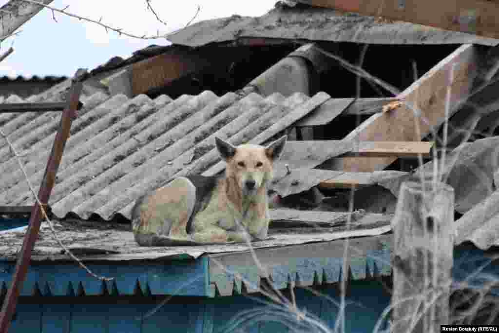 Собака на крыше полуразрушенного дома. Многие срочно эвакуировавшиеся жители оставили домашних животных на крышах домов.