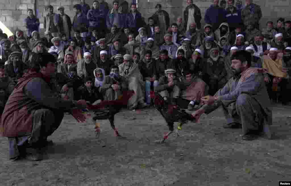 Men watch as roosters fight during a traditional cockfighting competition in Kabul. (Reuters/Omar Sobhani)