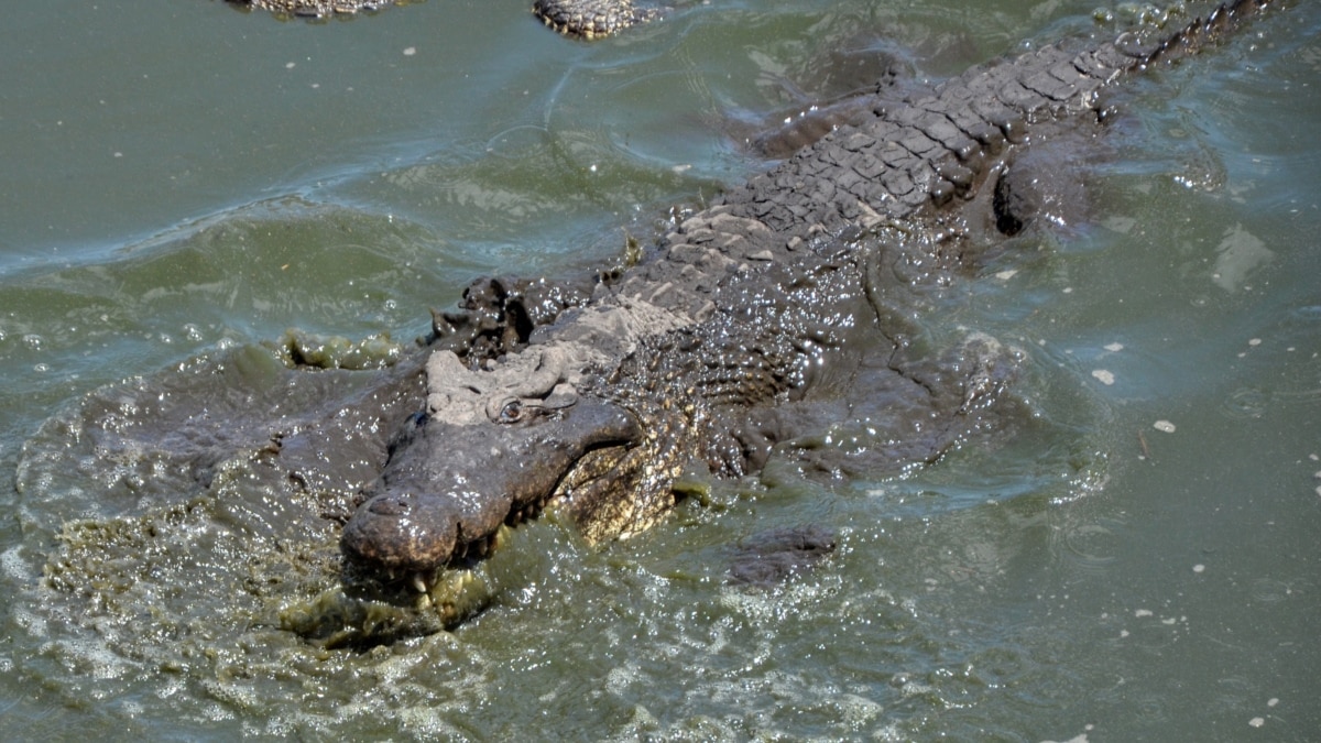 Are There Crocodiles in Russia  