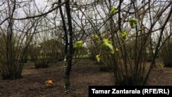 Нашествие мраморного клопа нанесло ущерб ореховым плантациям на Западе Грузии