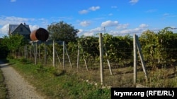 Кримські виноградники, архівне фото