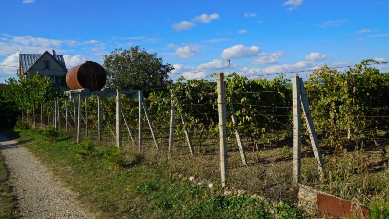 Курортникам в Крыму предлагают «трудовые туры» на виноградники