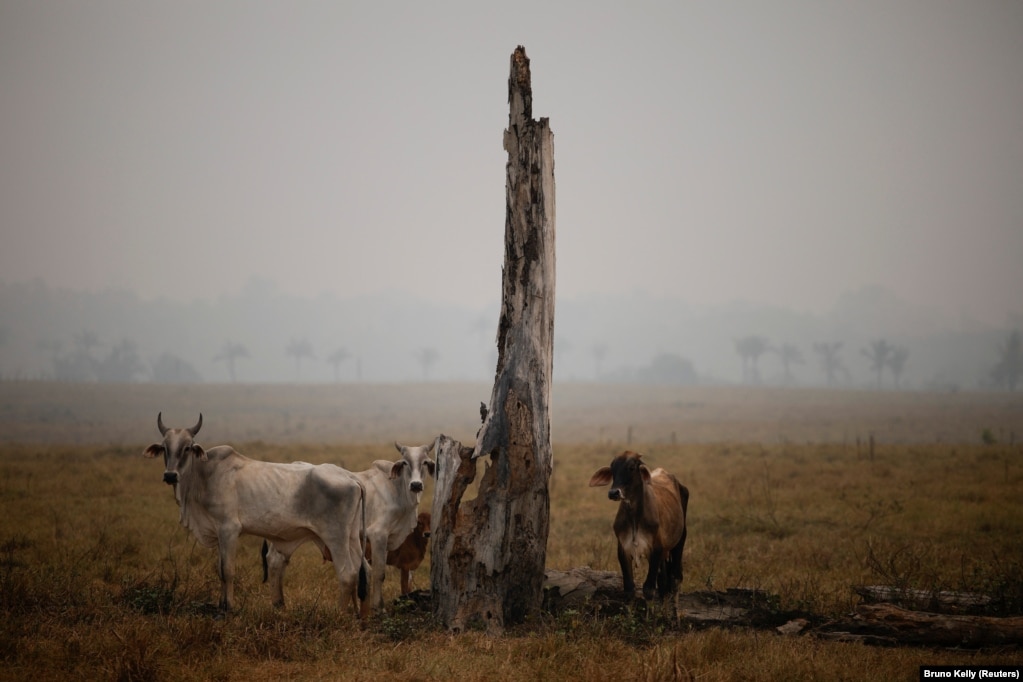 Bagëtitë pranë një peme të djegur pas zjarreve në Labrea, shteti i Amazonës, Brazil, shtator 2024.