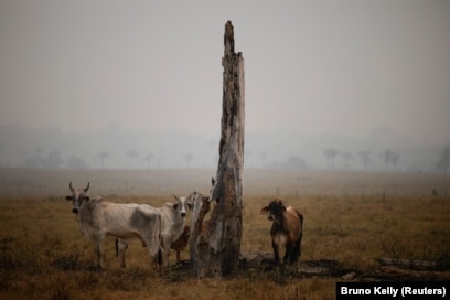 Bagëtitë pranë një trungu të thatë në Labrea, shteti i Amazonës, Brazil, shtator 2024.