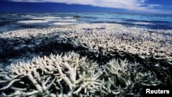 The Great Barrier Reef, seen here in a photo to highlight an environmental blight known as bleaching, is the world's largest single structure made by living organisms, built by trillions of coral polyps.