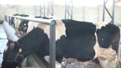 Ифтитоҳи қассобхонаи нав дар арафаи моҳи шарифи Рамазон