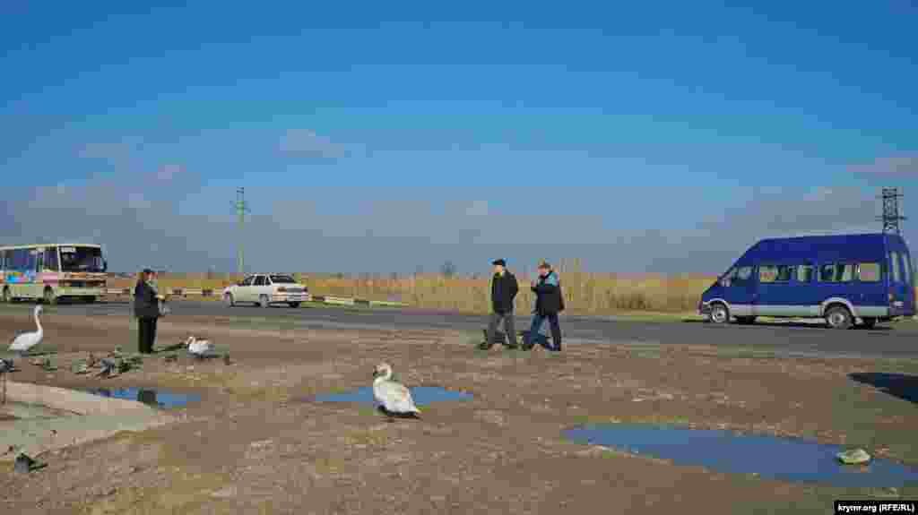 Своих потенциальных кормильцев лебеди встречают прямо на обочине автотрассы Симферополь - Евпатория. Самые смелые - молодые птицы (с серым оперением).