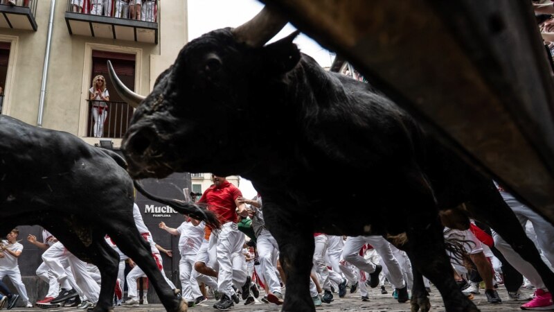 Machos și toros la Pamplona, la festivalul San Fermin 